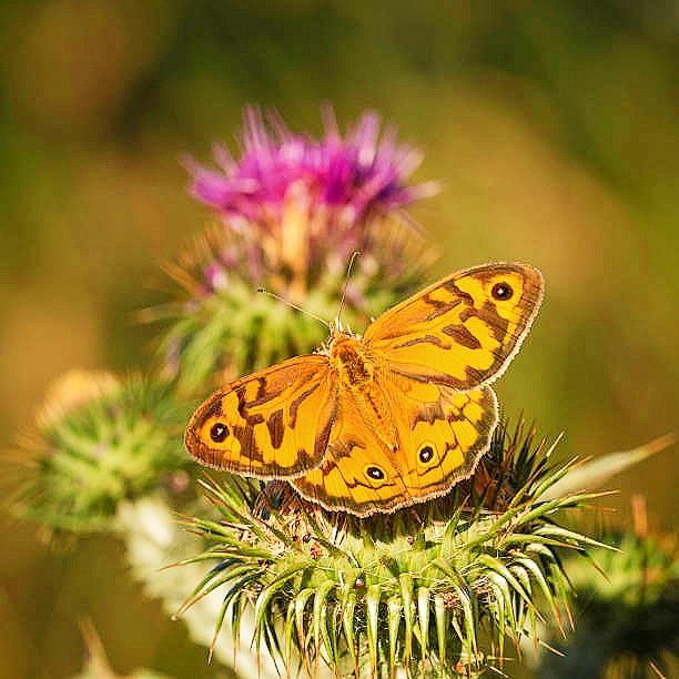 Common brown butterfly.jpg