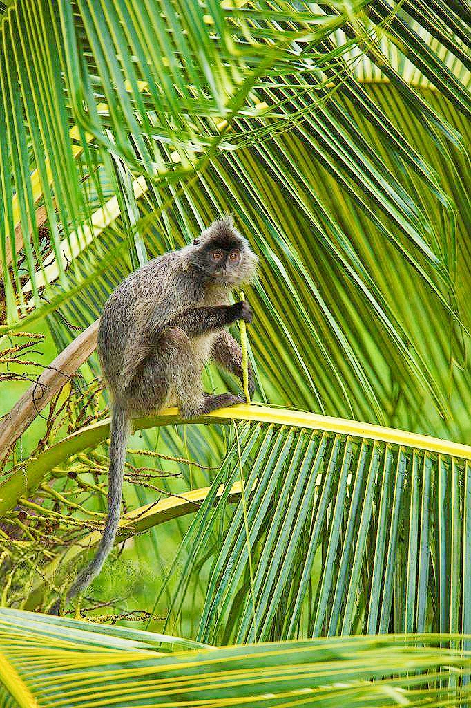 Silvered leaf monkey.jpg