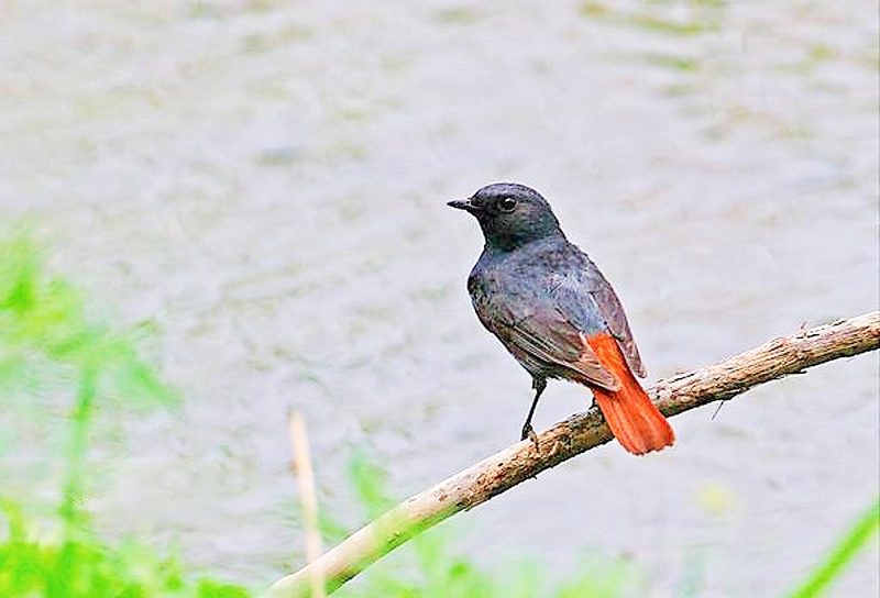 Plumbeous water redstart.jpg
