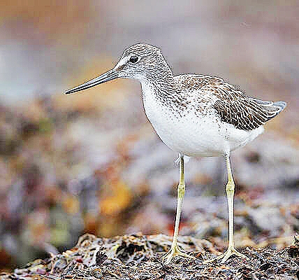 Common greenshank.jpg