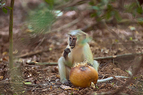 Tana River mangabey.jpg