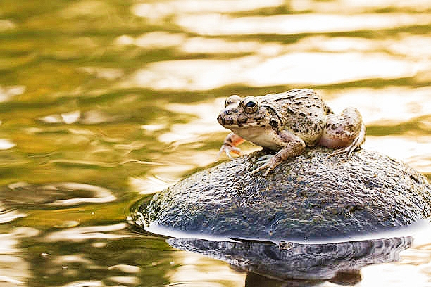 Crab-eating frog.jpg