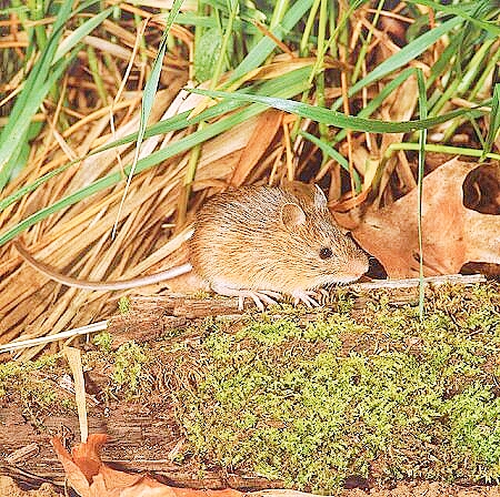 Meadow jumping mouse.jpg