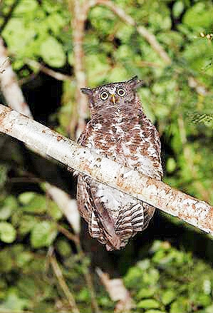 Akun eagle owl.jpg