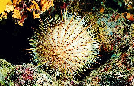 Melon sea urchin.jpg