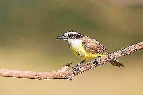 Great kiskadee.jpg
