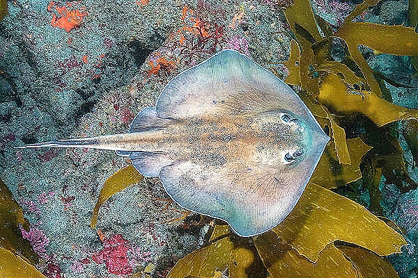Sepia stingray.jpg