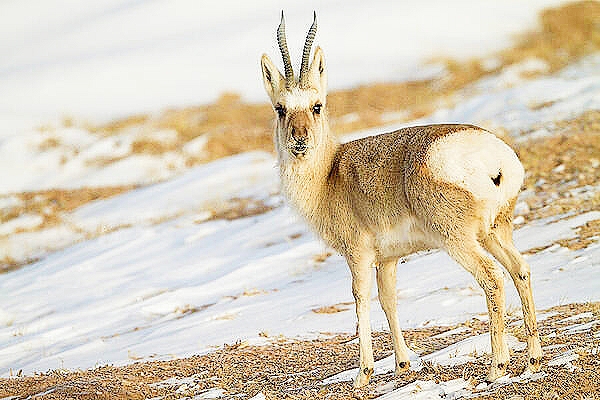 Tibetan gazelle.jpg