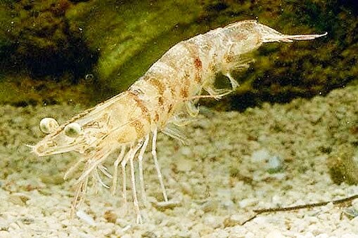 Northern pink shrimp.jpg
