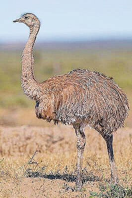 Darwin's rhea.jpg