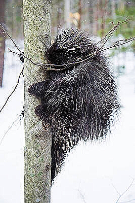 North American porcupine.jpg
