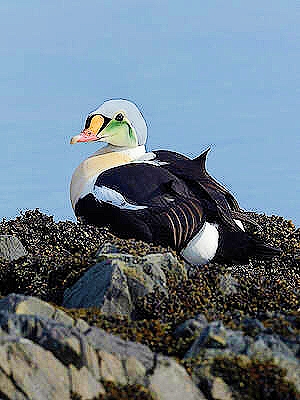King eider.jpg