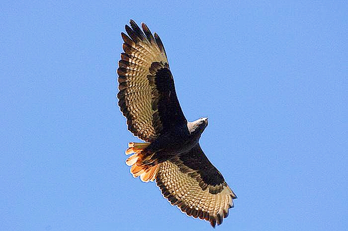 Augur buzzard.jpg