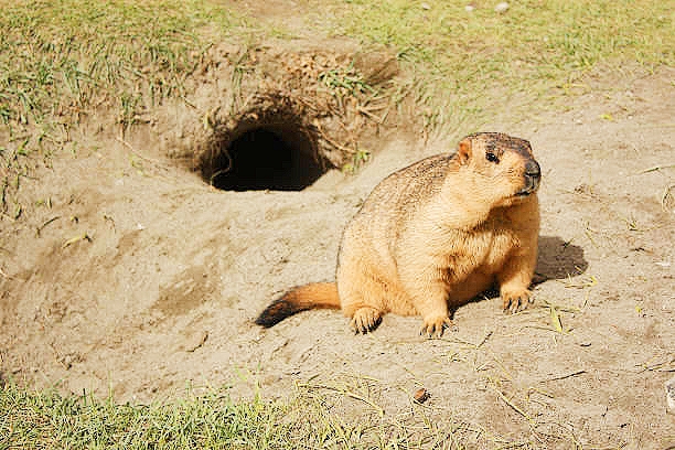 Himalayan marmot.jpg
