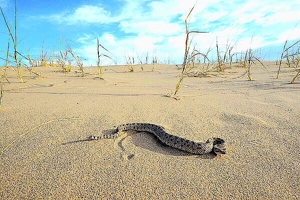 Sidewinder rattlesnake.jpg