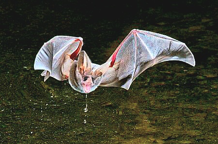 California leaf-nosed bat.jpg