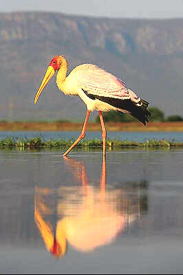 Yellow-billed stork.jpg