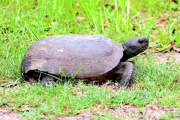 Gopher tortoise.jpg