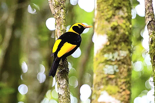 Regent bowerbird.jpg