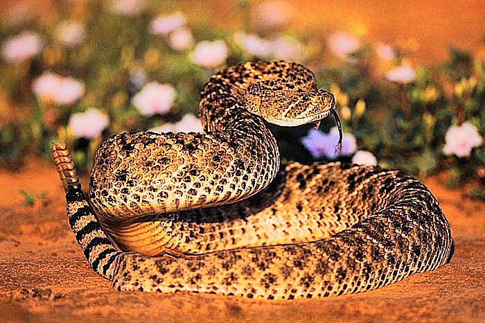 Western diamondback rattlesnake.jpeg