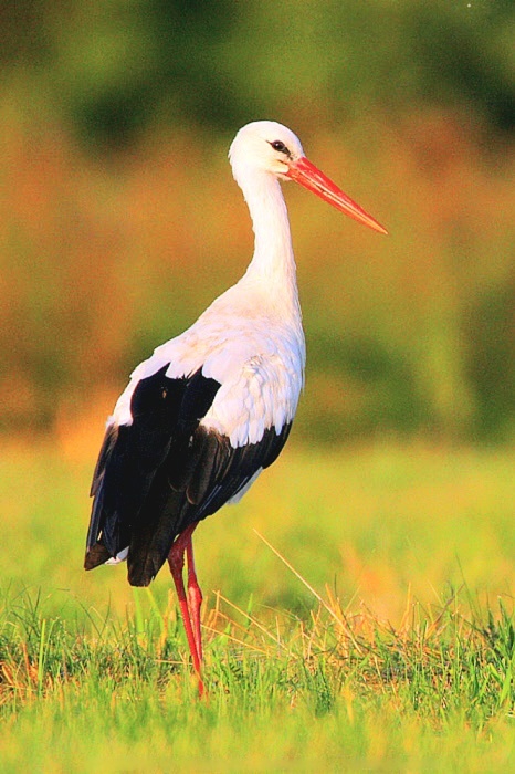 White stork.jpeg