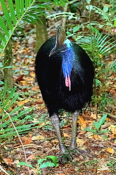 Southern cassowary.jpg
