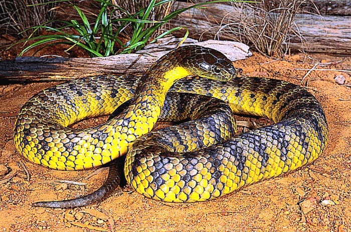 Tiger snake.jpeg