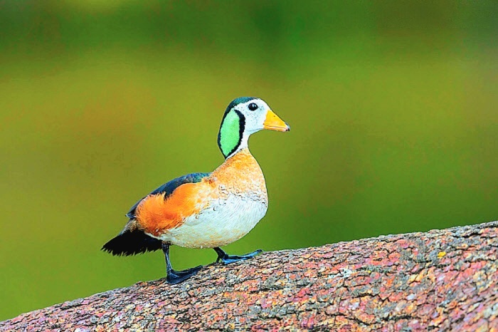 African pygmy goose.jpeg
