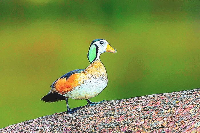 African pygmy goose.jpeg