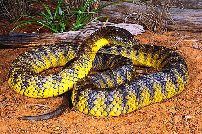 Tiger snake.jpeg