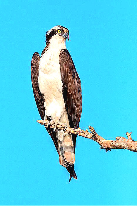 Osprey.jpeg
