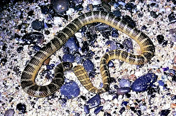 Black-banded sea krait.jpg