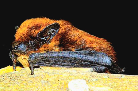 Savi's pipistrelle.jpg