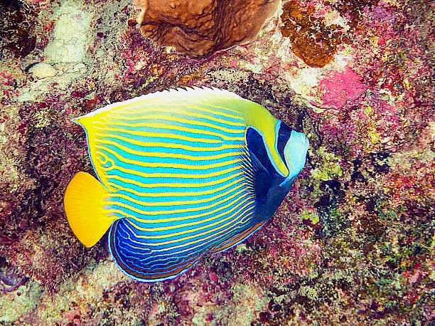 Emperor angelfish.jpg