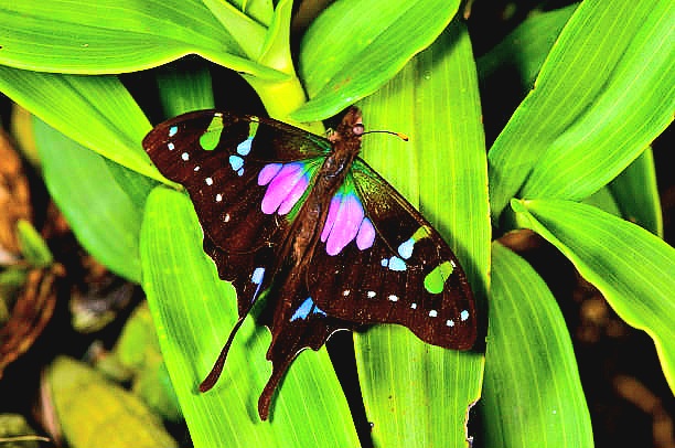 Purple-spotted swallowtail.jpg