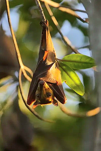 Gambian epauletted fruit bat.jpg