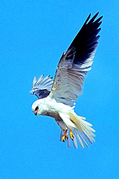 White-tailed kite.jpg