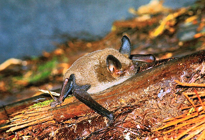 New Zealand lesser short-tailed bat.jpeg