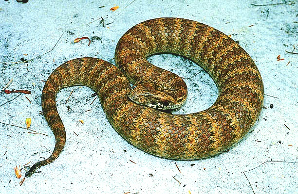 Common death adder.jpg