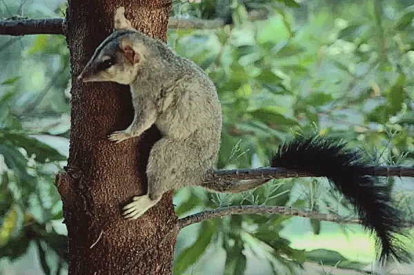 Brush-tailed phascogale.jpg