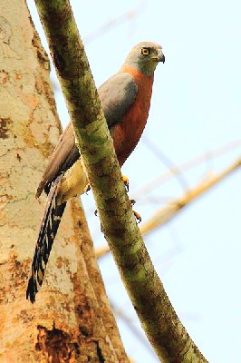 Long-tailed hawk.jpg
