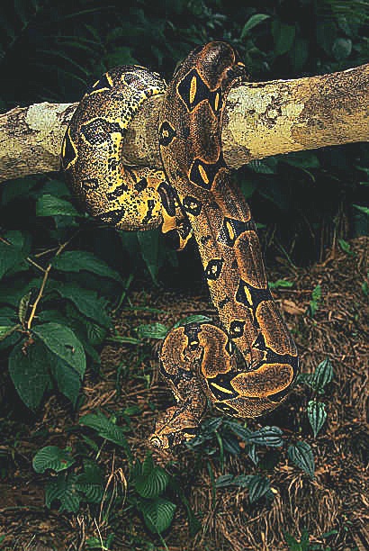 Boa constrictor.jpg