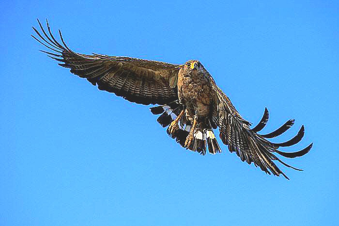 Crowned solitary eagle.jpeg