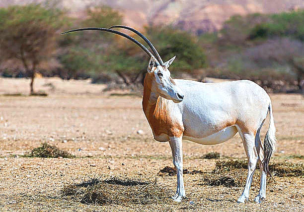 Scimitar oryx.jpg