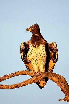 Martial eagle.jpg