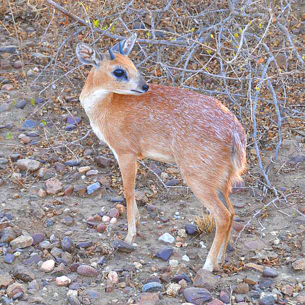 Sharpe's grysbok.jpg