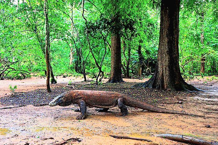 Komodo dragon.jpeg