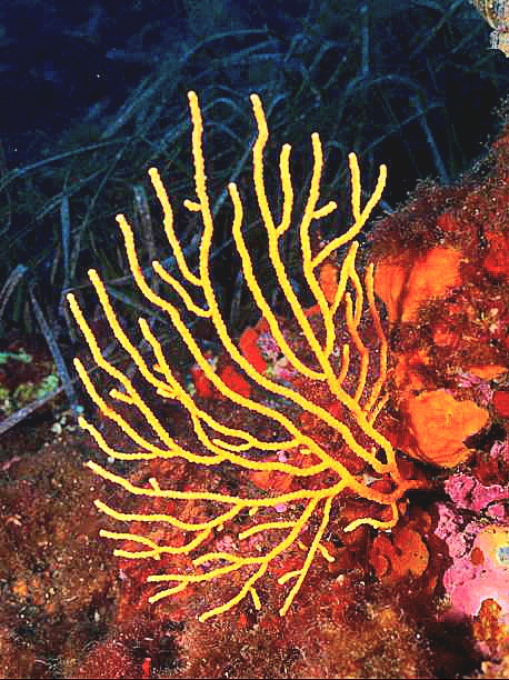 Yellow gorgonian.jpg
