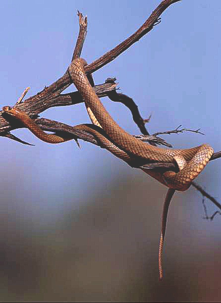 Eastern brown snake.jpg