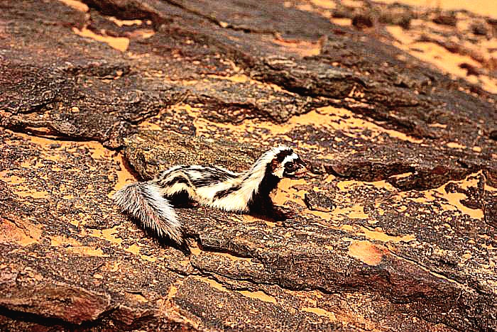 Saharan striped polecat.jpeg